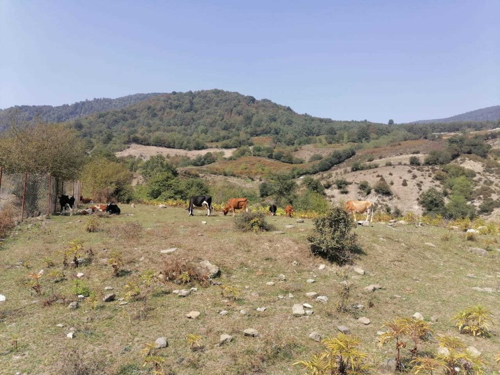 زمین زراعی در آمل — کد ملک ۳۳۶۸