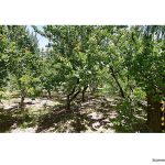 خانه باغ اقامتگاه رفاهی و تفریحی در تبریز — کد ملک ۳۹۹۶